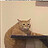 tora